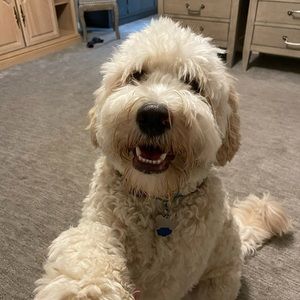 Meet your Posher, Steve